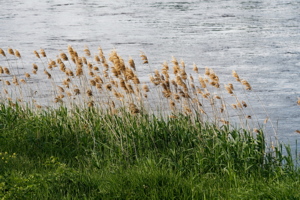 Common Reed on Vistula river bank